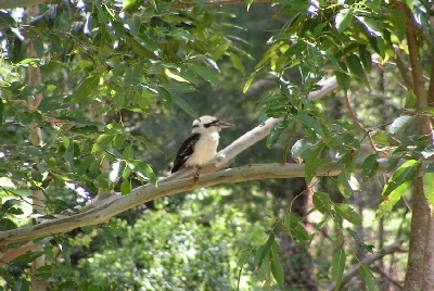 Australien Golfreisen und Golfurlaub